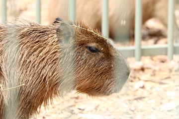 Capybara